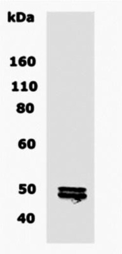 CNPase Antibody - BSA Free, Novus Biologicals 0.1 mg; Unconjugated:Antibodies,